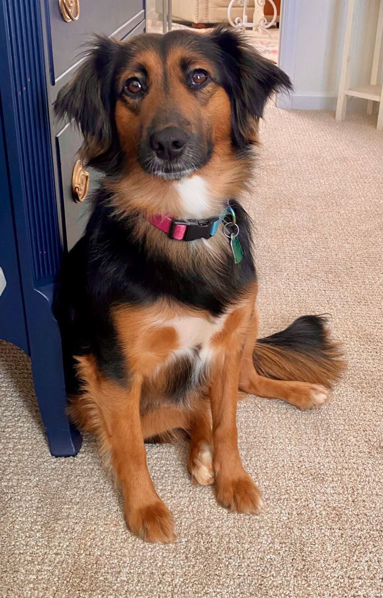 CHoR patient Jenna Jacoby's dog